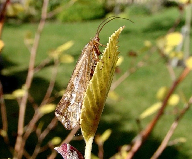 caddis fly